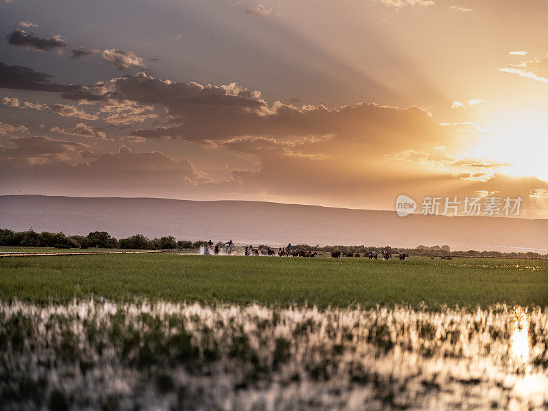 野马- Kayseri Erciyes山的野伊尔基马